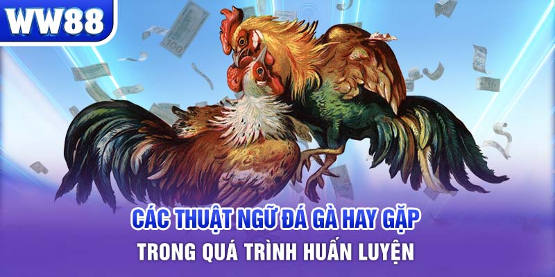 Các thuật ngữ đá gà hay gặp trong quá trình huấn luyện