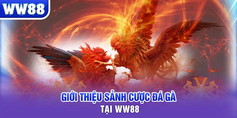 Giới thiệu sảnh cược đá gà tại WW88