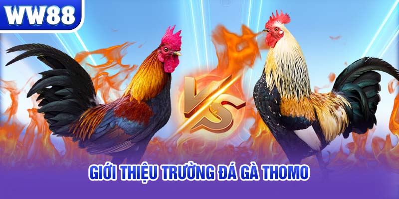 Giới thiệu trường đá gà Thomo